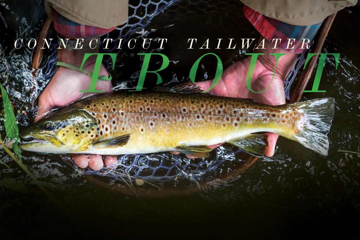 Connecticut Tailwater Trout: Year-Round Hatches and Lots of Fish