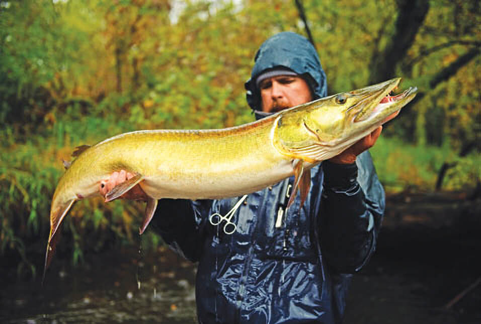 Fly Fishing for Muskie